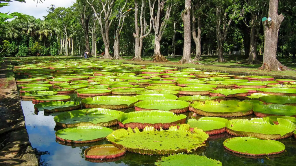 Tourism in Mauritius- Pamplemousses Botanical Garden