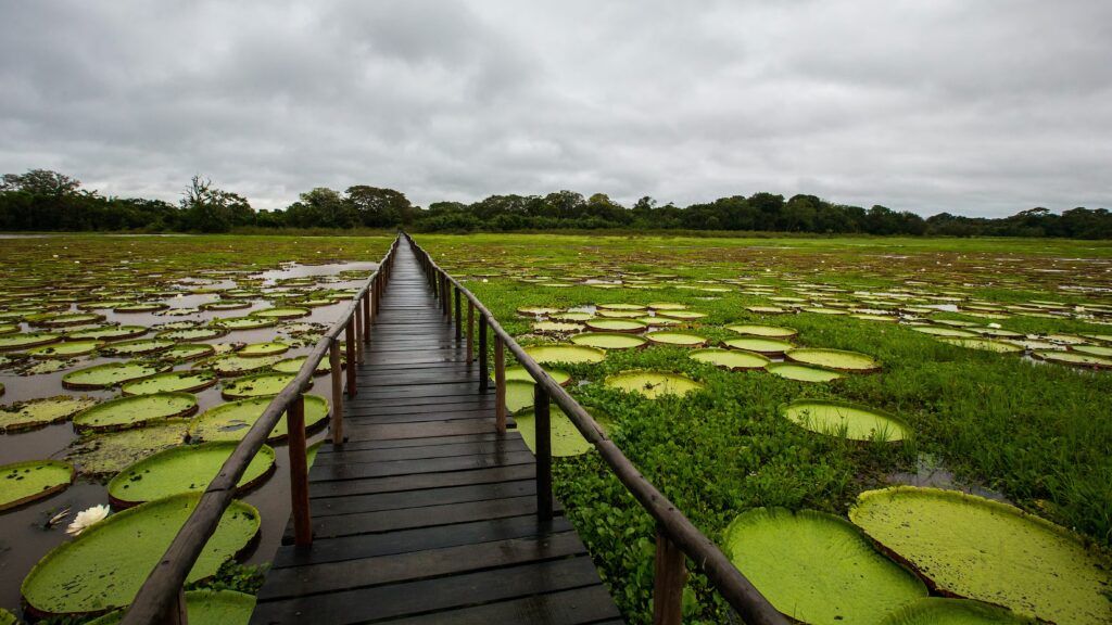  AMAZON RAINFOREST Brazil