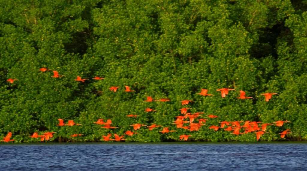 Caroni bird sanctuary