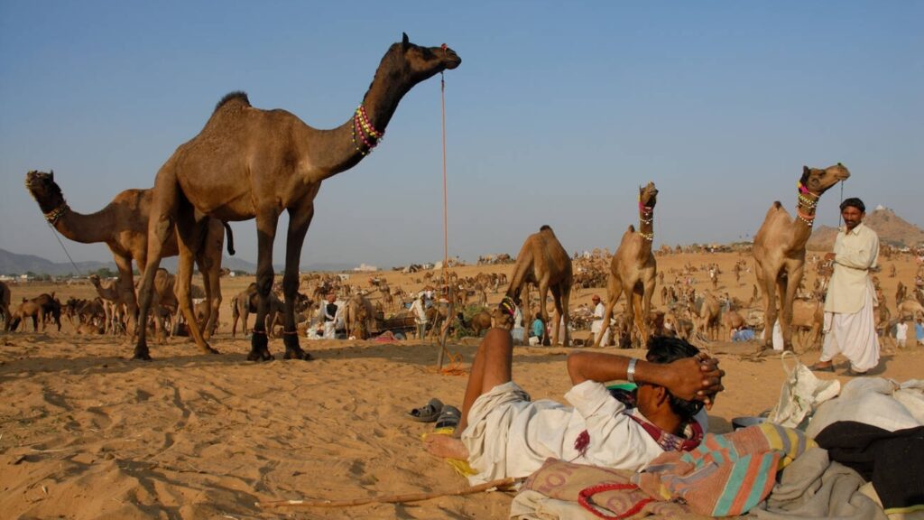 Pushkar Camel Fair Grounds