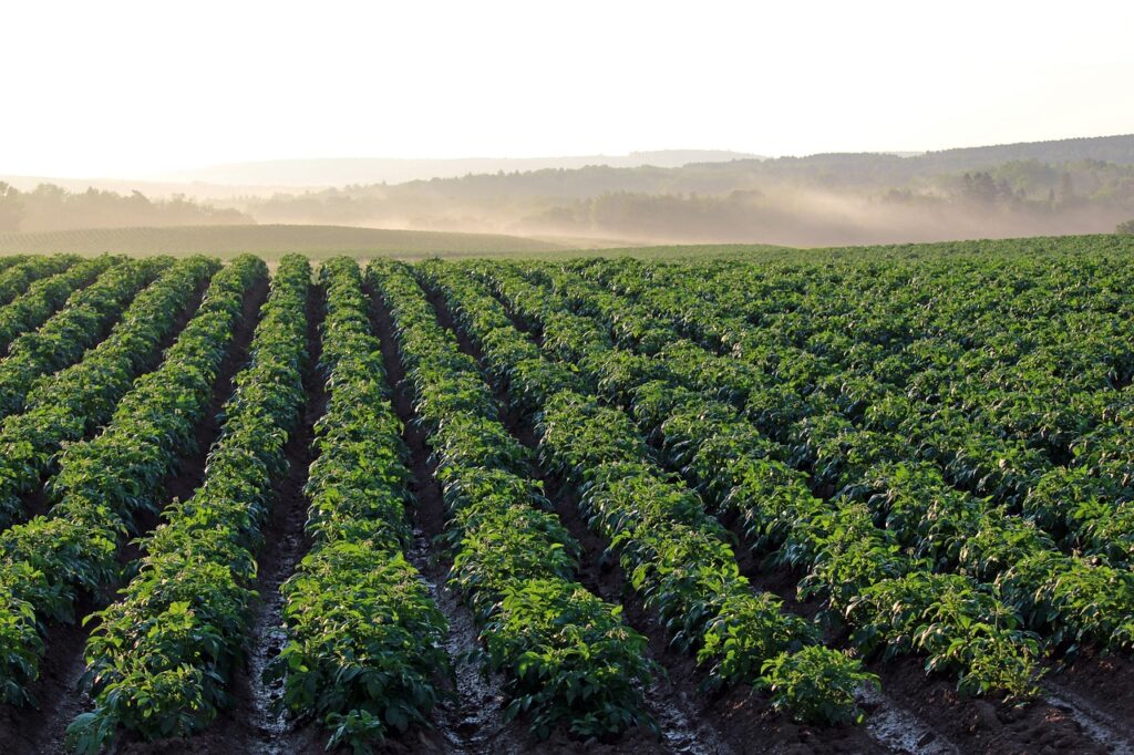 Potato Farm Dhanaulti