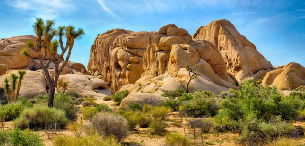 Joshua National Park