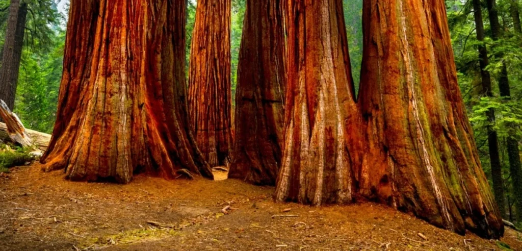 Redwood National Park