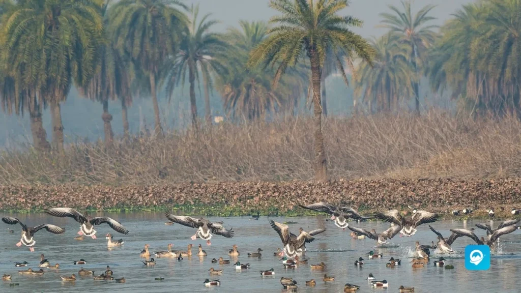 Surajpur wetland